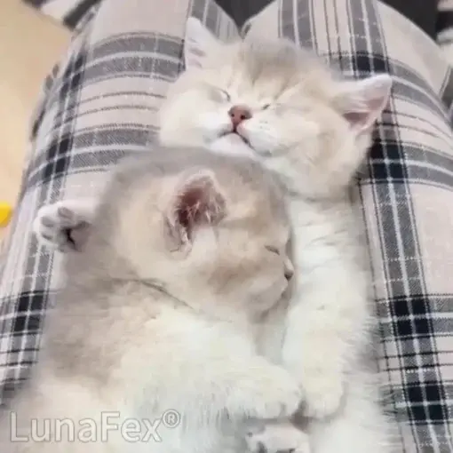 Winter Sale Luna – My Simulated Robot Cat - Image 10