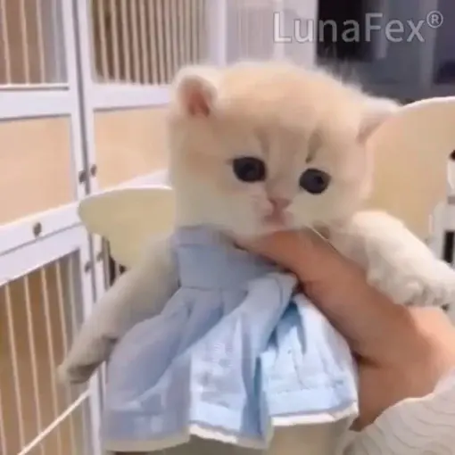 Winter Sale Luna – My Simulated Robot Cat - Image 7